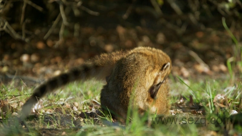 野性巴西 - 动画资源画廊第4张