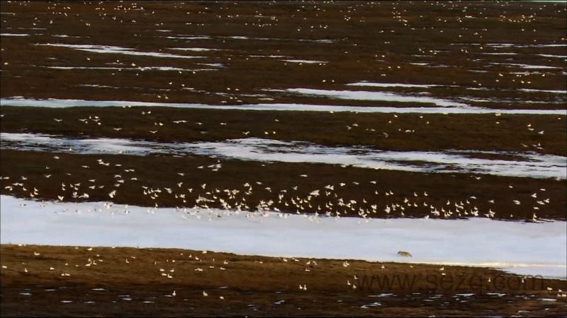 野性俄罗斯 - 动画资源画廊第4张