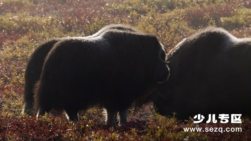 冰冻星球 - 动画资源画廊第9张