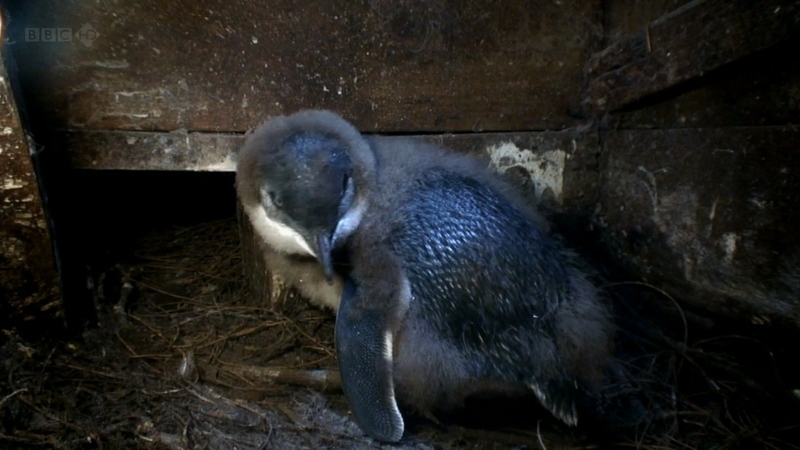 企鹅岛 - 动画资源画廊第7张