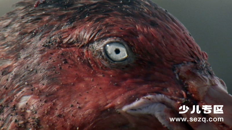 冰冻星球 - 动画资源画廊第7张