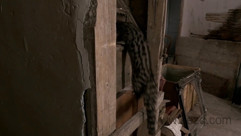 如果我是一只动物 - 动画资源画廊第8张