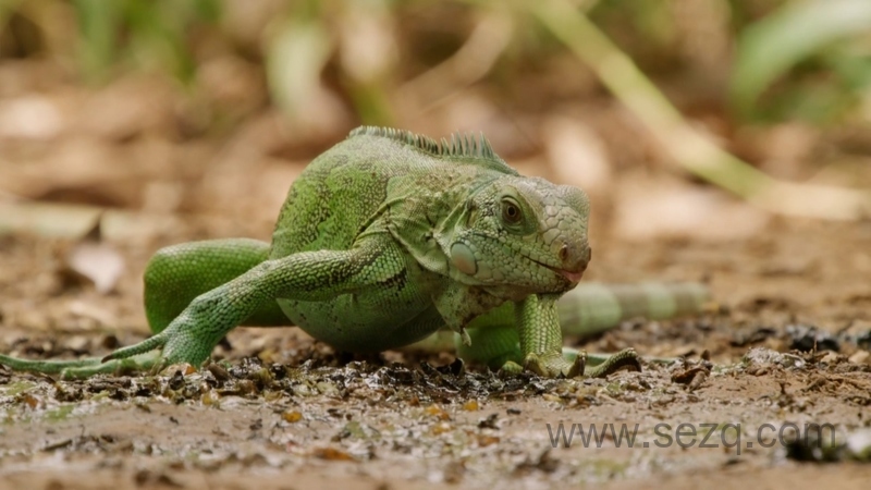 野性巴西 - 动画资源画廊第9张