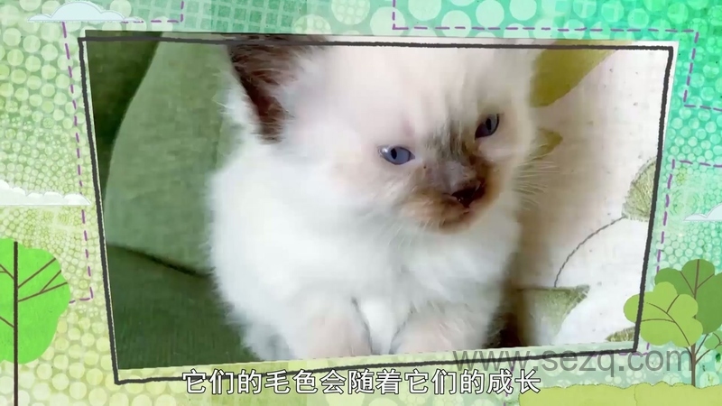 我的宠物和我 - 动画资源画廊第4张