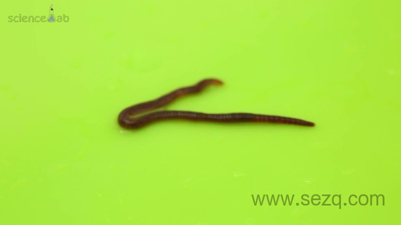 芝麻爱科学 - 动画资源画廊第4张