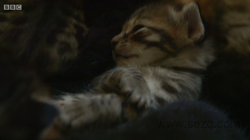 遇见喵星人 - 动画资源画廊第2张