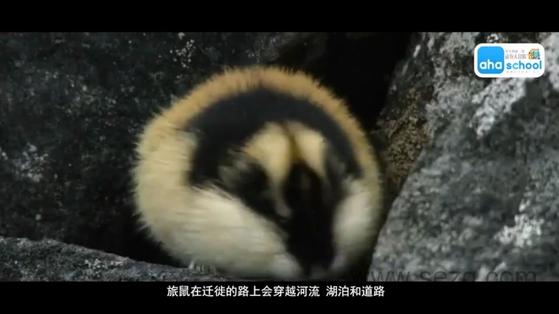 动物大迁徙 - 动画资源画廊第3张