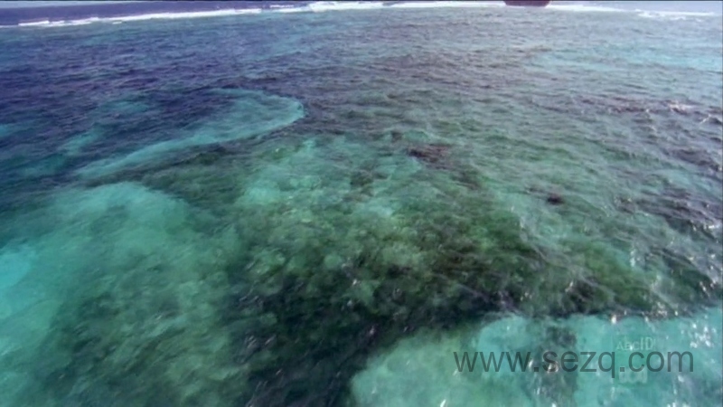 野性加勒比 - 动画资源画廊第6张