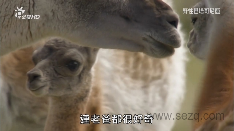 野性巴塔哥尼亚 - 动画资源画廊第3张