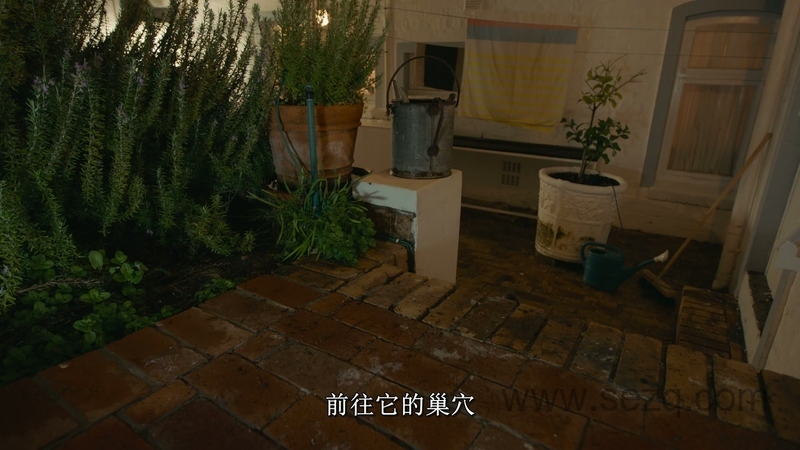 企鹅小镇 - 动画资源画廊第5张