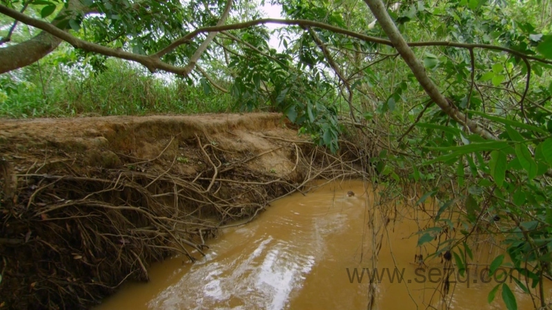 野性巴西 - 动画资源画廊第6张