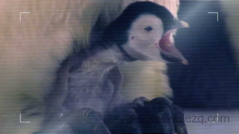 安迪的前五名的恐龙 - 动画资源画廊第4张