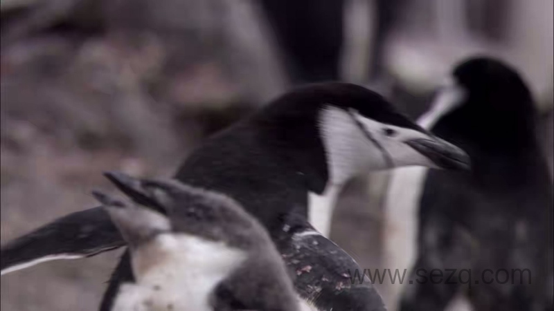 安迪的野外冒险 - 动画资源画廊第3张