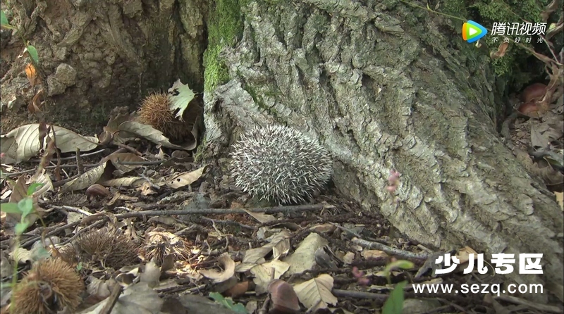 皮特森林侦探队 - 动画资源画廊第9张