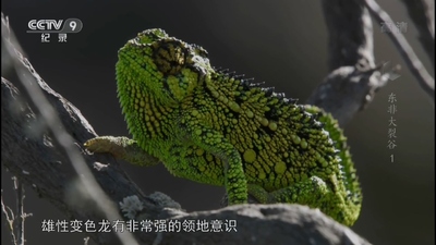 东非自然片《东非大裂谷 美丽的非洲心脏 The Great Rift: Africa’s Wild Heart》第一季 英语中字 全6集MP4下载 - 少儿专区