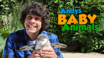 BBC动画片《安迪的动物宝宝 Andy's Baby Animals》第一季 国语中字 全20集MP4下载 - 少儿专区