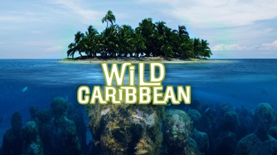 BBC纪录片《野性加勒比 Wild Caribbean》第一季 英语版 全4集MKV下载 - 少儿专区