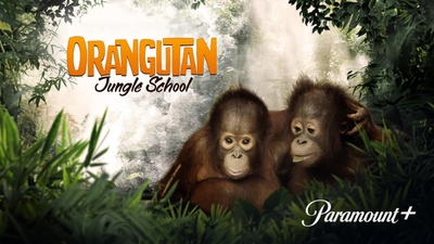 BBC纪录片《猩球学院 Orangutan Jungle School》第一季 国语中字 全10集MP4下载 - 少儿专区
