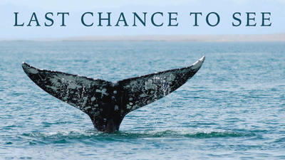 BBC纪录片《最后一眼 Last Chance to See》第一季 英语中字 全6集MP4下载 - 少儿专区