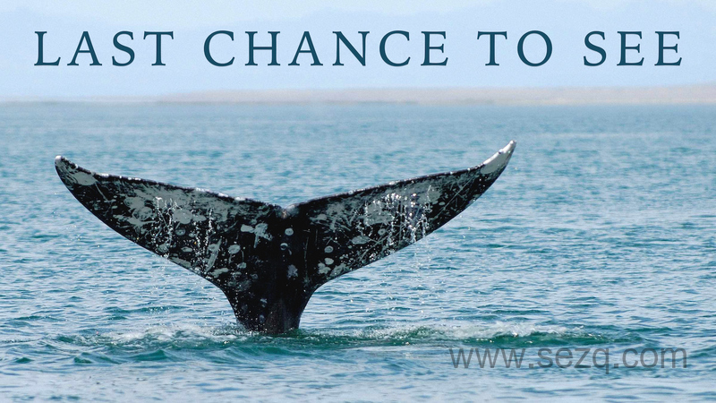 最后一眼 - 动画资源画廊第1张