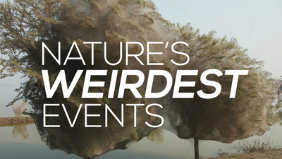 纪录片《自然界最怪异的事件 Nature's Weirdest Events》第一季 英语版 全2集MKV下载 - 少儿专区