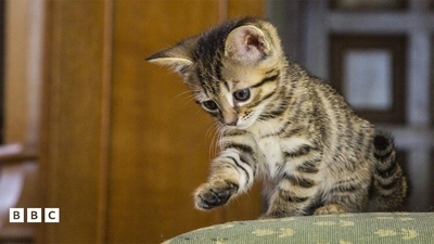 英语动画《遇见喵星人 Meet the Kittens》第一季 英语英字 全10集MP4下载 - 少儿专区