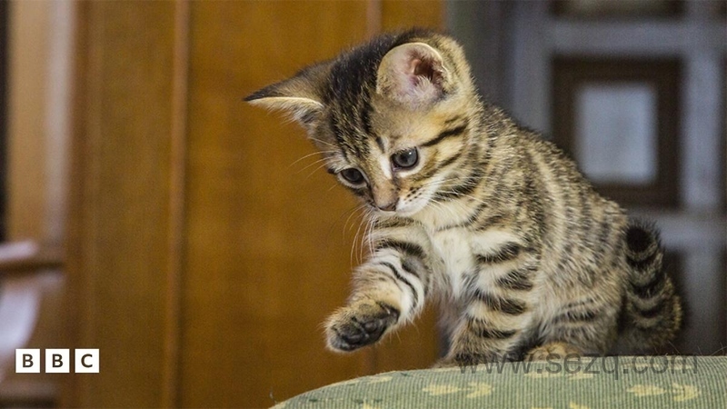 遇见喵星人 - 动画资源画廊第1张