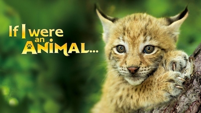 BBC科普动画《如果我是一只动物 If I Were an Animal》第一季 英语英字 全52集MP4下载 - 少儿专区