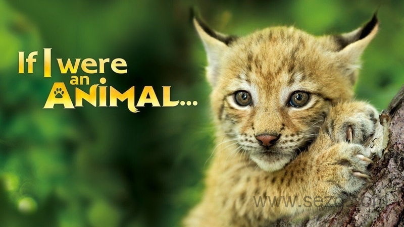 如果我是一只动物 - 动画资源画廊第1张
