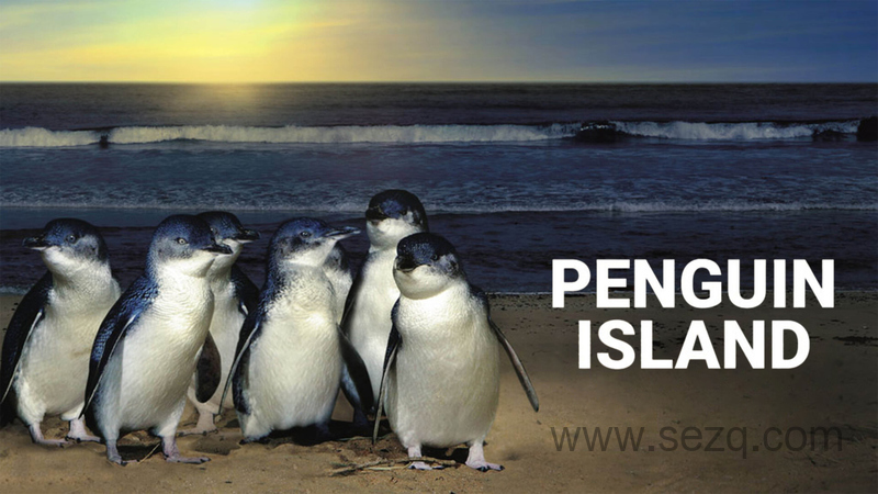 企鹅岛 - 动画资源画廊第1张