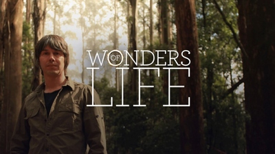 BBC纪录片《生命的奇迹 Wonders of Life》第一季 英语中英双字 全5集MKV下载 - 少儿专区