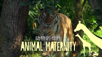 少儿动物纪录片《动物的母性 Animal Maternity》第一季 英语中英双字 全6集MP4下载 - 少儿专区