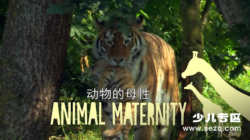 动物的母性 - 动画资源画廊第1张