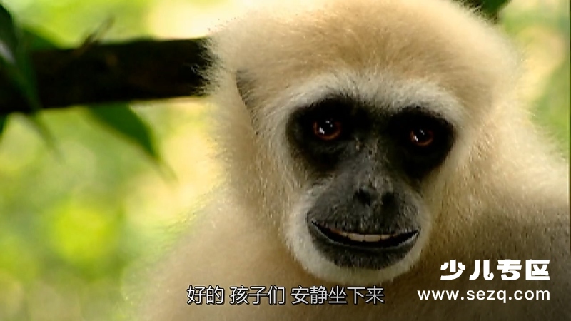 森林动物园 - 动画资源画廊第9张