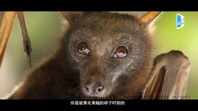 动物大迁徙 - 动画资源画廊第8张