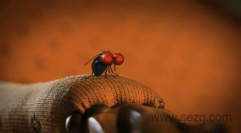 昆虫小世界 - 动画资源画廊第4张