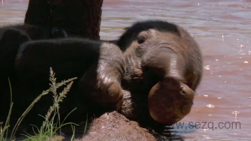 安迪的动物宝宝 - 动画资源画廊第9张