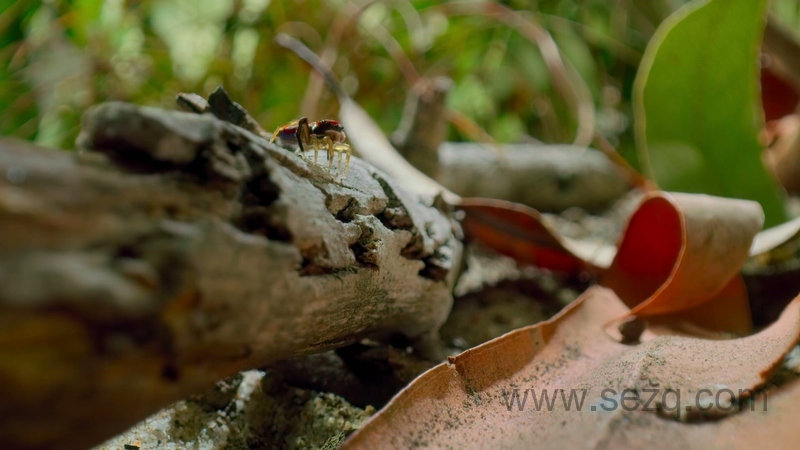 小小世界 - 动画资源画廊第8张