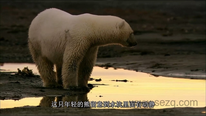 野性俄罗斯 - 动画资源画廊第2张