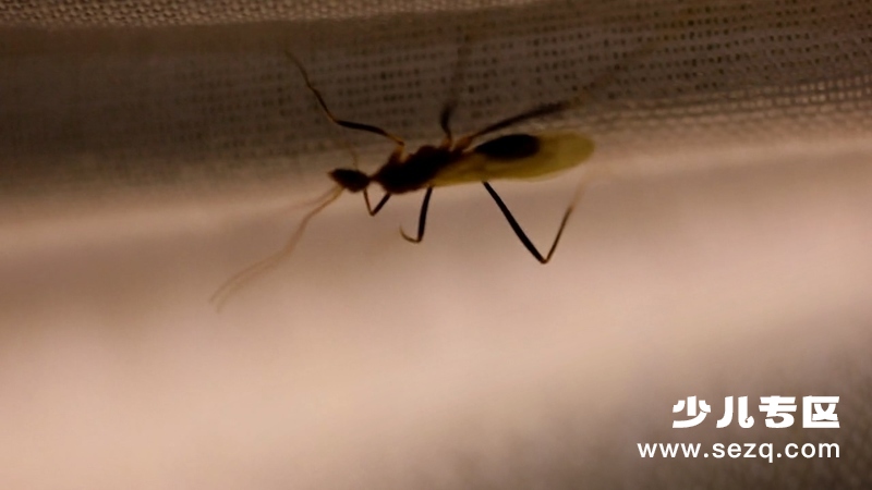 生命的奇迹 - 动画资源画廊第7张