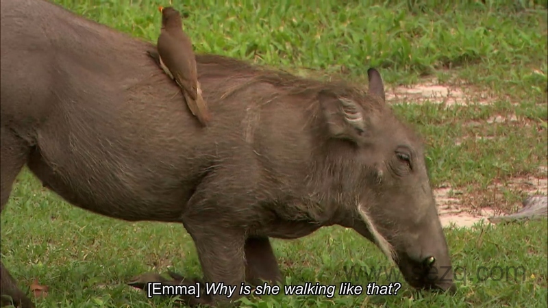 如果我是一只动物 - 动画资源画廊第4张