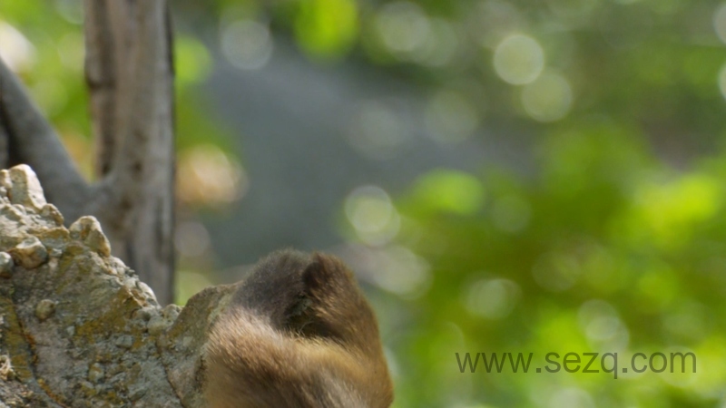 野性巴西 - 动画资源画廊第2张