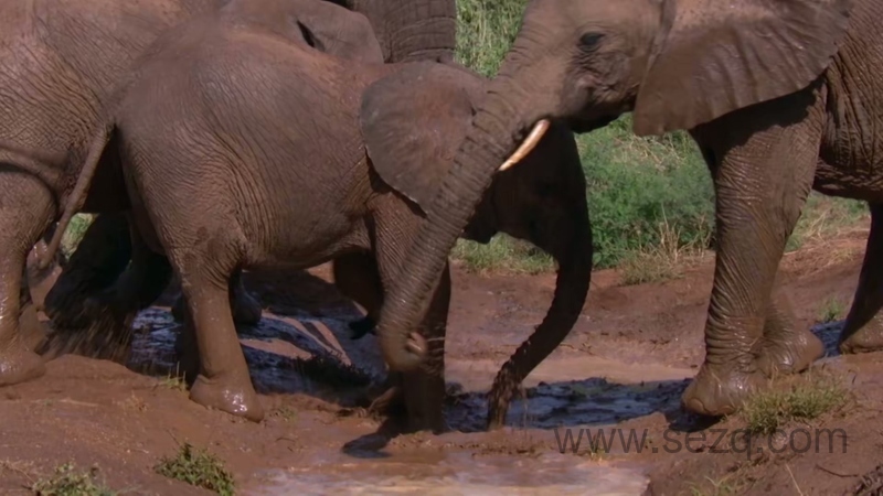 安迪的动物宝宝 - 动画资源画廊第2张