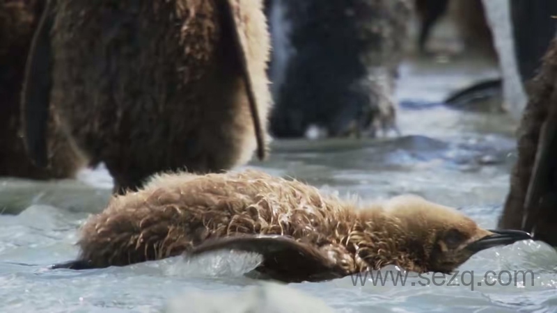 安迪的动物宝宝 - 动画资源画廊第3张