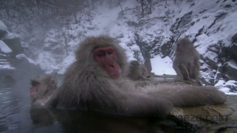 安迪的动物宝宝 - 动画资源画廊第6张