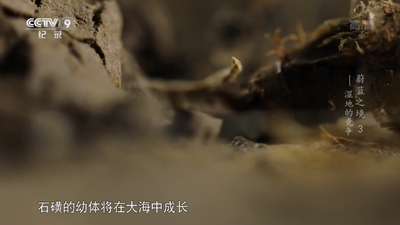 国产纪录片《蔚蓝之境 The Blue Planet of China》第一季 国语版 全6集TS下载 - 少儿专区