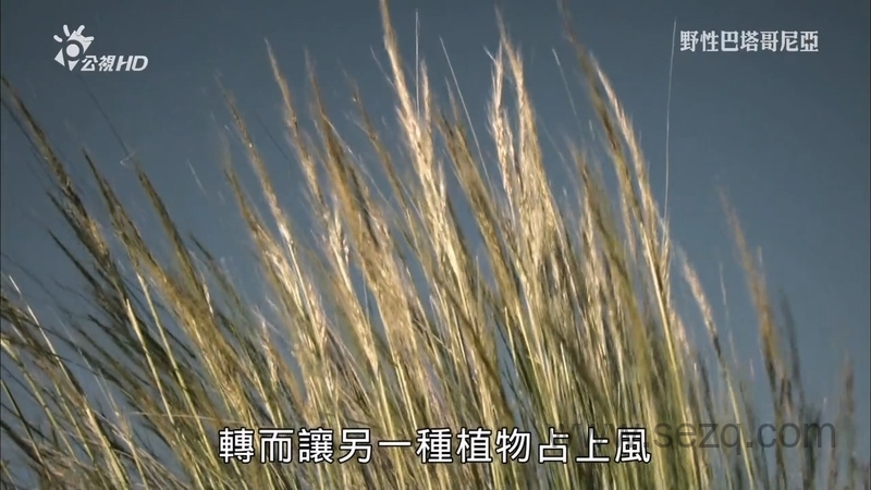 野性巴塔哥尼亚 - 动画资源画廊第6张