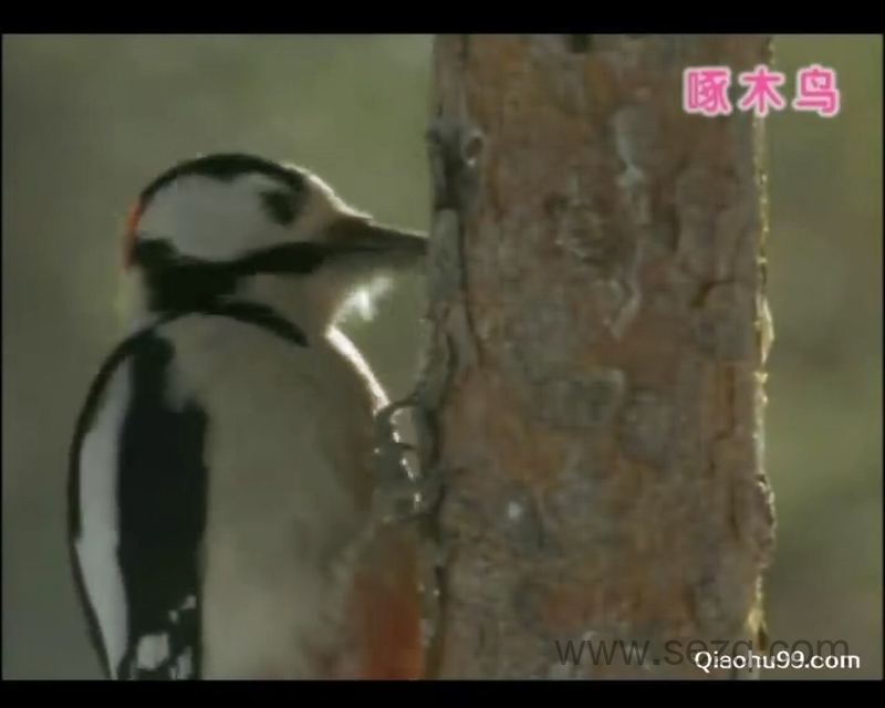 巧虎幼幼版2~3岁 2013年1月~12月 - 动画资源画廊第8张