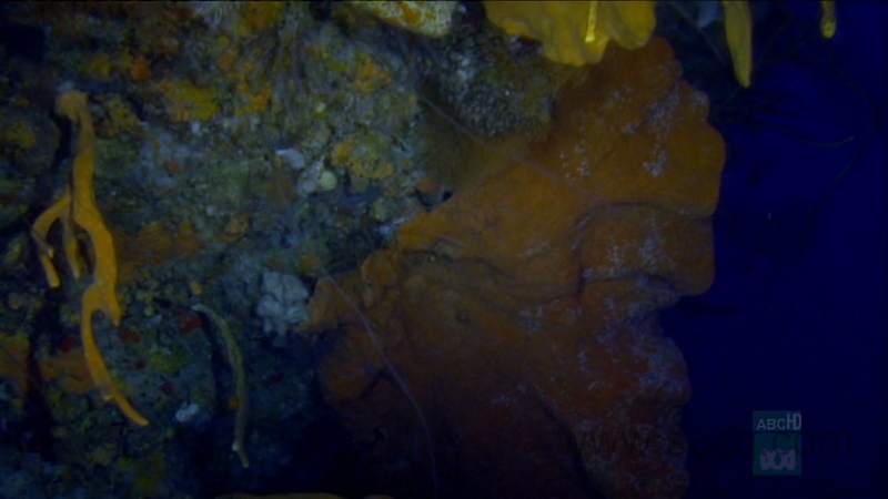 野性加勒比 - 动画资源画廊第9张