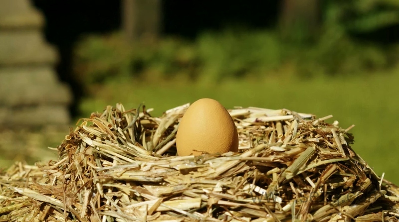 肖恩的青苔农场 - 动画资源画廊第5张